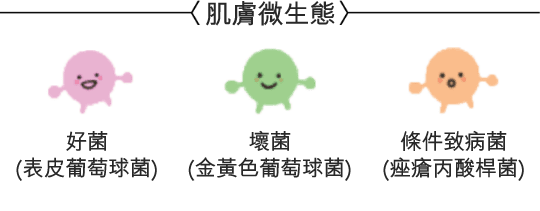<肌膚微生態>:好菌(表皮葡萄球菌),壞菌(金黃色葡萄球菌),條件致病菌(痤瘡丙酸桿菌)