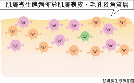 肌膚微生態遍佈於肌膚表皮、毛孔及角質層